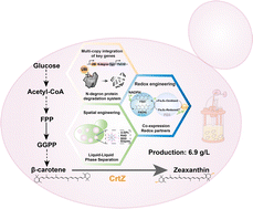Graphical abstract: Metabolic, redox, and spatial engineering of Yarrowia lipolytica for high-level zeaxanthin production