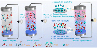 Graphical abstract: Kosmotropic-effect-driven biphasic aqueous electrolyte towards durable zinc-ion batteries