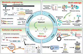 Graphical abstract: Record-high biotin production in Pseudomonas mutabilis via multi-strategy metabolic engineering and BioB redesign
