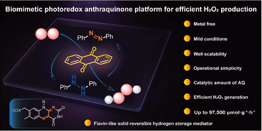 Graphical abstract: A biomimetic photoredox anthraquinone platform for efficient hydrogen peroxide production