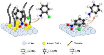 Graphical abstract: Engineering nickel catalysts with atomic-sulfur-stabilized thiolate adlayers for durable selectivity in hydrogenation of halonitrobenzenes