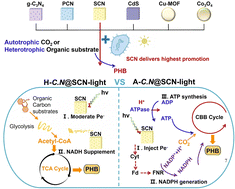 Graphical abstract: From semiconductor diversity to mechanistic specificity: S-doped graphitic carbon nitride reprogramming metabolic pathways for bioplastic production