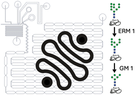 Graphical abstract: Microfluidic mimicry of the Golgi-linked N-glycosylation machinery
