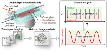 Graphical abstract: Unveiling microbial single-cell growth dynamics under rapid periodic oxygen oscillations
