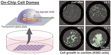 Graphical abstract: Development of on-chip cell domes using Ca-alginate hydrogel shells for non-adherent cell studies