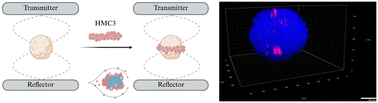 Graphical abstract: Immune cell infiltration of patient derived glioblastoma cell spheroids in acoustic levitation in bulk acoustic wave devices