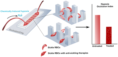 Graphical abstract: Evaluating anti-sickling therapies for sickle cell disease: a microfluidic assay for red blood cell-mediated microvascular occlusion under hypoxia