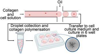 Graphical abstract: Accelerated maturation of branched organoids confined in collagen droplets