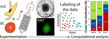 Graphical abstract: Droplet microfluidics integrated with machine learning reveals how adipose-derived stem cells modulate endocrine response and tumor heterogeneity in ER+ breast cancer