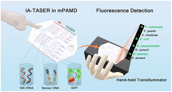 Graphical abstract: Pushbutton-activated microfluidic cell-free biosensor for multiplexed pathogen detection