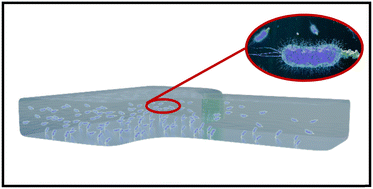 Graphical abstract: Kappa(κ)Chip: a modular microfluidic device for analyte screening using parallelized assays and a multiple shear rate approach