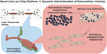 Graphical abstract: Rapid prototyping of a multicompartment liver-on-chip for dynamic administration of tumour derived vesicles within an electrospun scaffold