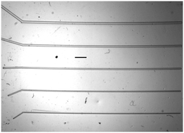 Graphical abstract: Bubble removal in microfluidic channels surrounded by gas-permeable media: experiments and a predictive model