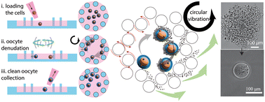 Graphical abstract: On-chip oocyte cumulus removal using vibration-induced flow
