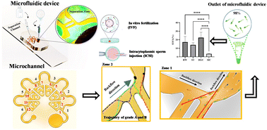 Graphical abstract: Bioinspired quality-based sperm sorting in a spiral microfilter-enhanced microfluidic device: enhancing DNA integrity via rheotaxis and boundary dynamics
