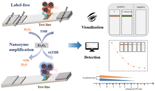 Graphical abstract: A streamlined lateral flow immunoassay for S. typhimurium using intrinsically multifunctional magnetic nanoprobes for capture, enrichment, and signal amplification