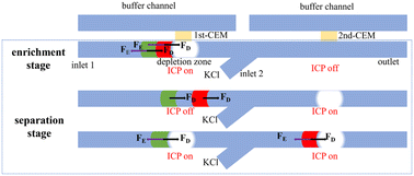Graphical abstract: Multi-CEM-embedded microfluidic system for simultaneous molecular enrichment and separation by multi-stage ion concentration polarization
