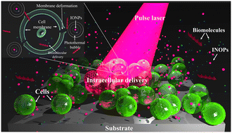 Graphical abstract: Microfluidic synthesis of iron oxide nanoparticles for highly efficient intracellular delivery in stem cells and cancer cells
