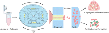 Graphical abstract: Centrifugal microfluidic chip with an air gap for oil-free production of enhanced adipogenic multicellular microspheres