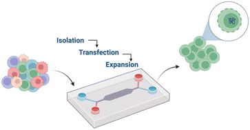 Graphical abstract: Microfluidics for cell therapy and manufacturing in oncology and regenerative medicine