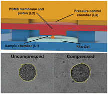 Graphical abstract: A microfluidic rheometer for tumor mechanics and invasion studies