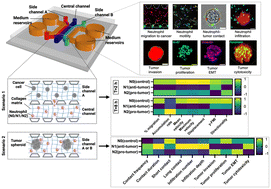 Graphical abstract: Behaviorome profiling of anti-tumor and pro-tumor human neutrophil subtypes in a microphysiological system