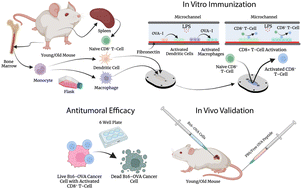 Graphical abstract: Lymph node paracortex-inspired on-a-chip recapitulating immunosenescence: a cancer vaccine immunogenicity and antitumoral efficacy screening platform