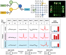 Graphical abstract: Implementation of reconfigurable logic-in memory in a cultured neuronal network with a crossbar structure