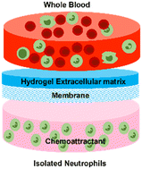 Graphical abstract: 3D ECM-inflammation model on a microfluidic chip for neutrophil transmigration from whole blood investigations