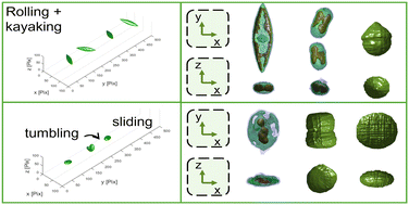 Graphical abstract: 3D holographic flow cytometry measurements of microalgae: strategies for angle recovery in complex rotation patterns