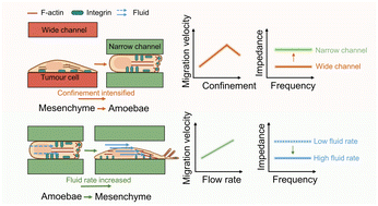 Graphical abstract: Monitoring the mechanical responses of tumor metastasis based on a microfluidic chip integrated with an electrochemical detection system