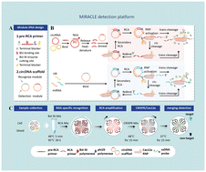 Graphical abstract: Modular RCA-CRISPR/Cas12a amplification on a multi-volume SlipChip for ultrafast, single-copy quantification of circRNA and miRNA in ovarian cancer