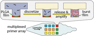 Graphical abstract: Poly(lactic-co-glycolic acid) for reagent storage and controlled release in thermoplastic microfluidics