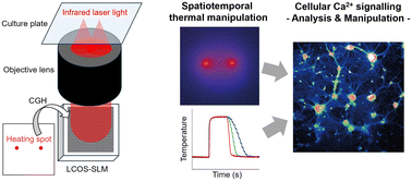 Graphical abstract: Spatiotemporal temperature control by holographic heating microscopy unveils cellular thermosensitive calcium signalling