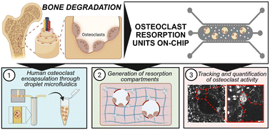 Graphical abstract: Engineering osteoclast resorption units via sacrificial microgels in a bone-on-chip platform