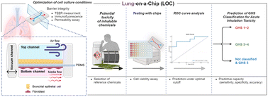 Graphical abstract: Development of an acute inhalation toxicity testing method based on a lung-on-a-chip