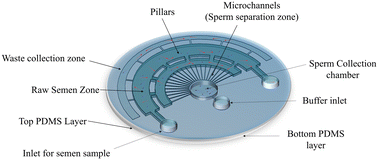 Graphical abstract: Microfluidic-assisted sperm sorter: a high-throughput sperm selection device