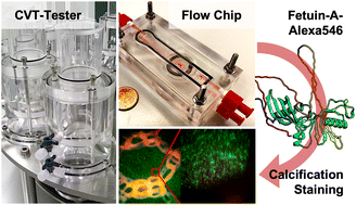 Graphical abstract: Miniaturized device for assessing calcification propensity of biohybrid implants under continuous flow