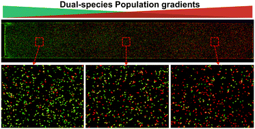Graphical abstract: Microfluidic flow-based spatial control of dual-species bacterial adhesion for population-dependent biofilm formation