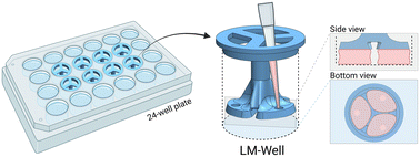 Graphical abstract: Building multiple microenvironmental niches using a customizable 3D printed well insert