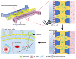 Graphical abstract: Establishment of an ultrasound-responsive microfluidic chip BBB-glioblastoma model for studying sonodynamic therapy-enhanced nanodrug delivery