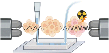Graphical abstract: Label-free monitoring of therapy response in 3D spheroids using lab-on-a-chip impedance spectroscopy