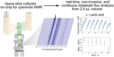 Graphical abstract: Microfluidic NMR for operando monitoring of drug-induced metabolic fluxes in liver tissue slices