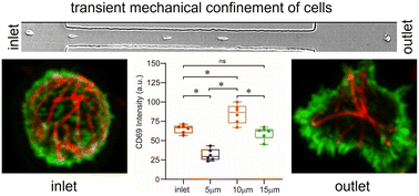 Graphical abstract: Mechanobiological regulation of T cells via transient viscoelastic microfluidic confinement