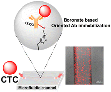 Graphical abstract: Boronate-mediated covalent and oriented immobilization of antibodies on the PDMS surface toward improved capture of circulating tumor cells