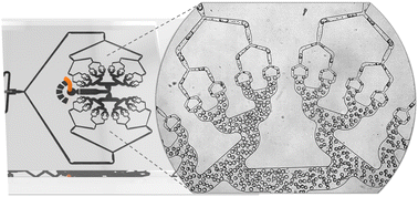 Graphical abstract: Fractal-shaped droplet microfluidics for highly scalable cell mechanoporation