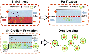 Graphical abstract: Therapeutic extracellular vesicle preparation via sequential electrophoretic enrichment and counterflow microdialysis
