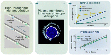 Graphical abstract: Vector-free DNA transfection by nuclear envelope mechanoporation