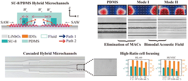 Graphical abstract: Sheathless prefocusing in SU-8/PDMS hybrid microchannels via sidewall-assisted bimodal acoustic field cascading