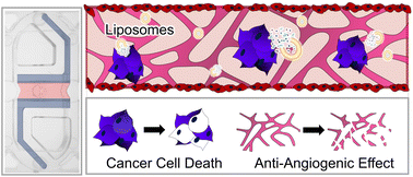 Graphical abstract: A tumor spheroid array chip for high-fidelity evaluation of liposomal drug delivery through the EPR effect